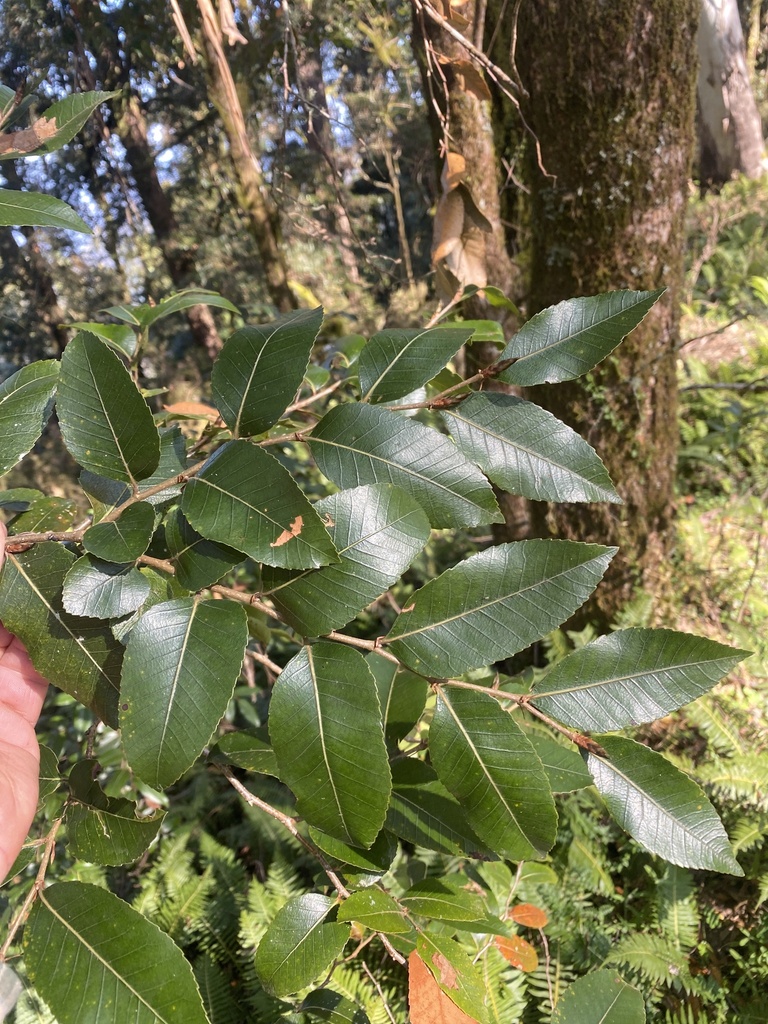 Australian beech