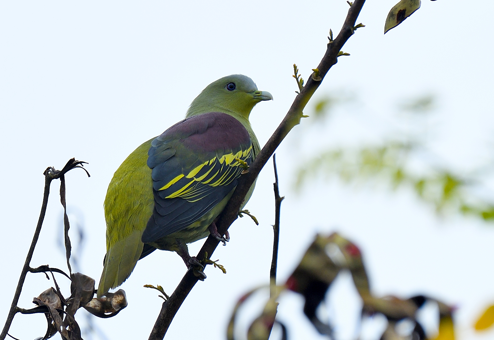 Grey-fronted Green-Pigeon illustration