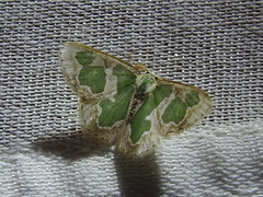 Oospila leucothalera