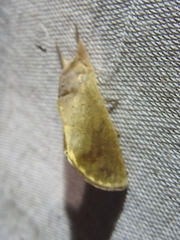 Hemiceratinae
