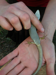 Elgaria multicarinata multicarinata