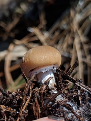 Psathyrella longistriata image