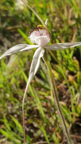 Image of Caladenia intuta by (c) Rosalie Lawrence, some rights reserved (CC BY)