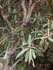 Olearia lacunosa