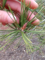 Pinus bungeana