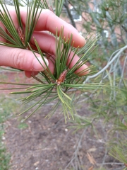 Pinus bungeana