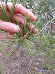 Pinus bungeana