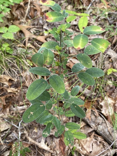 Lespedeza stuevei iNat (1)