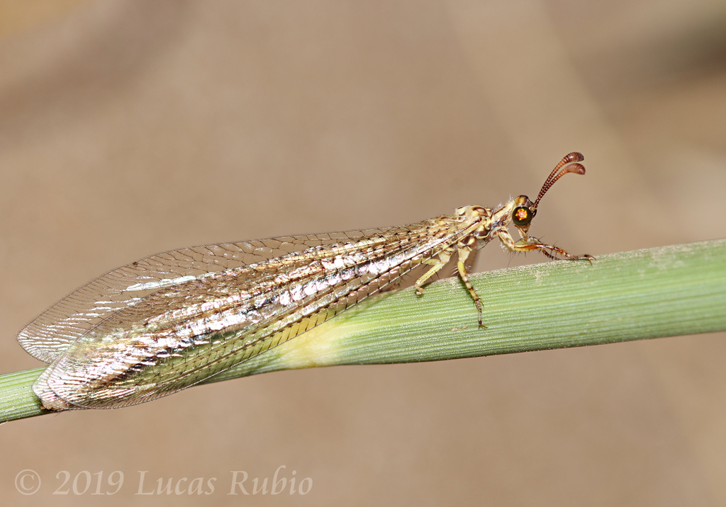 Argentoleon irrigatus