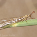 Argentoleon irrigatus - Photo (c) Lucas Rubio, some rights reserved (CC BY), uploaded by Lucas Rubio