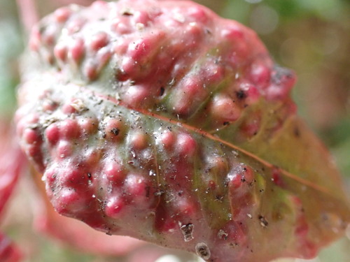 Syzygium Leaf Psyllid photo 4