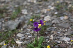 Primula amoena