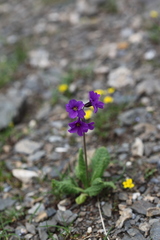 Primula amoena