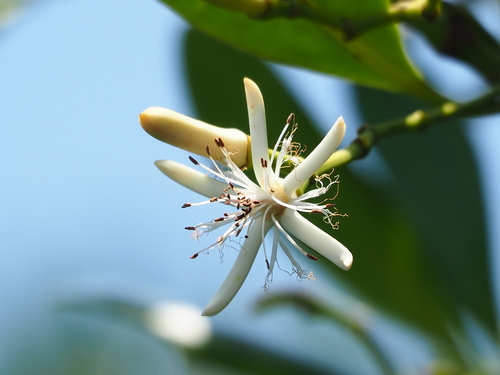 Rhizophoraceae