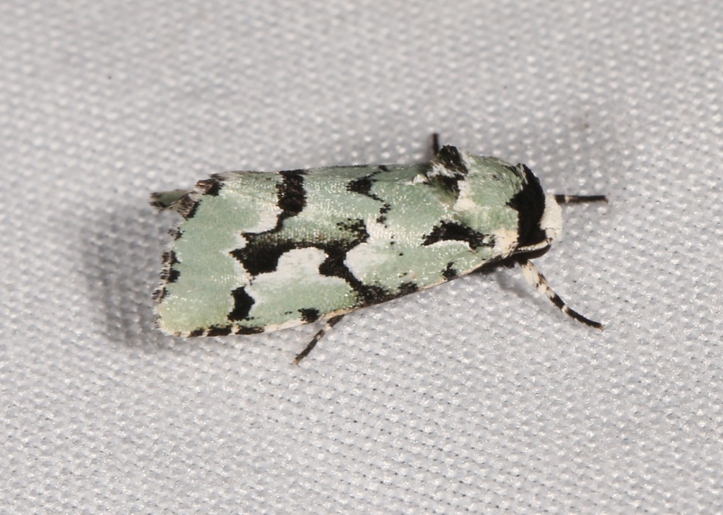 Emarginea dulcinea