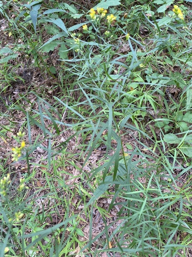 Euthamia graminifolia iNat (1)