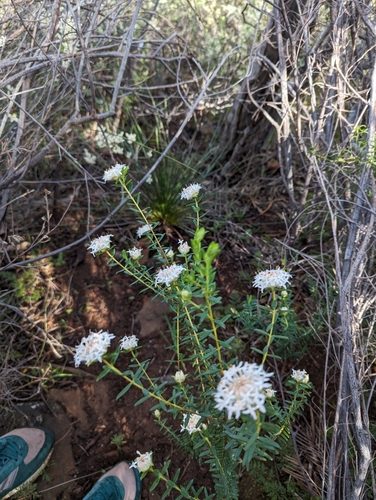 Pimelea ciliata, photograph 5