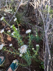 Pimelea ciliata, photograph (c) David Thompson, some rights reserved (CC BY)