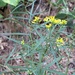 Flat-topped Goldenrod - Photo (c) Christopher David Benda, some rights reserved (CC BY-NC), uploaded by Christopher David Benda