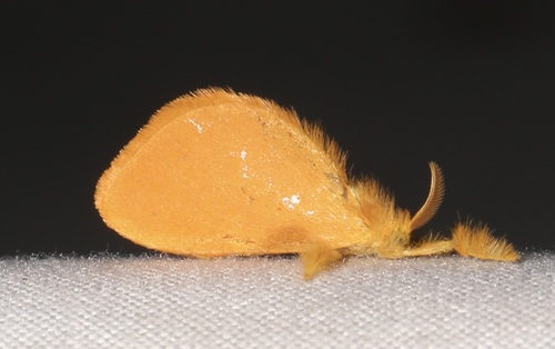 Dalcerides ingenita photo 3