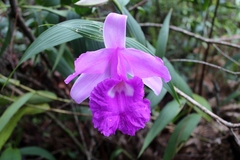 Sobralia macrantha