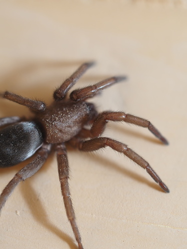Mouse spider