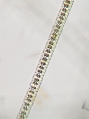Desmidium baileyi