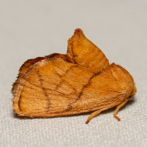 Yellow-collared Slug Moth photo 3
