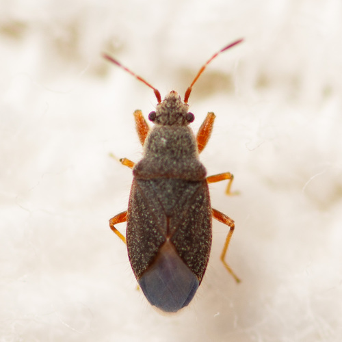 Valonetus puberulus