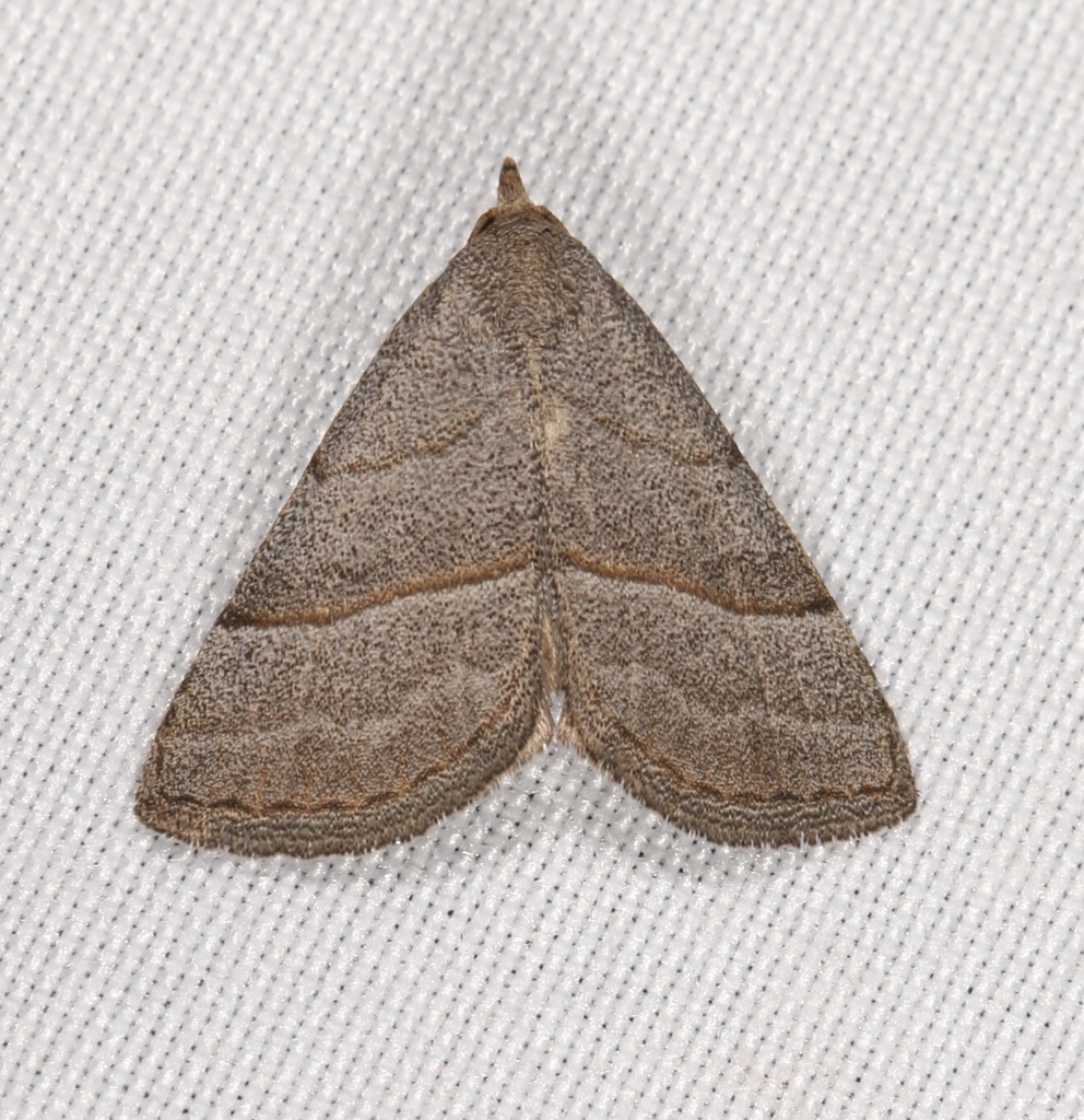 Dusty-winged Tan
