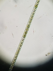 Desmidium baileyi