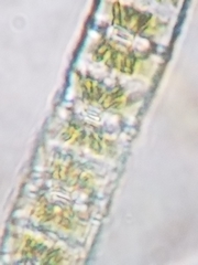 Desmidium baileyi