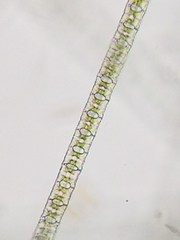 Desmidium baileyi