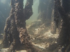 Haemulon flavolineatum