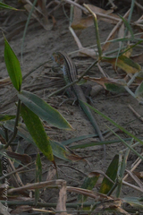 Cnemidophorus lemniscatus