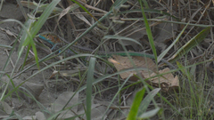 Cnemidophorus lemniscatus