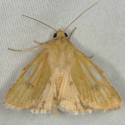 Paradoxical Grass Moth photo 5