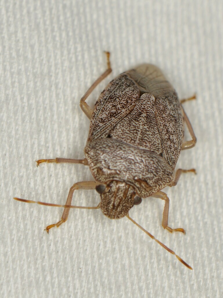 Banasa grisea in September 2023 by Elliott Gordon · iNaturalist