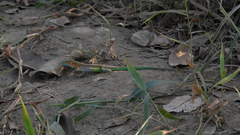 Cnemidophorus lemniscatus