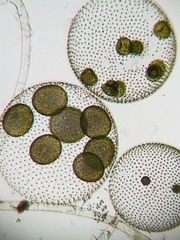 Volvox aureus