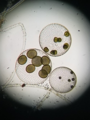 Volvox aureus