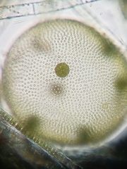 Volvox aureus
