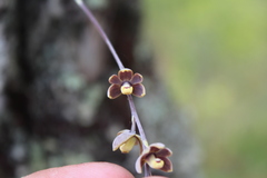 Prosthechea ochracea