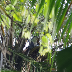 Cercopithecus campbelli