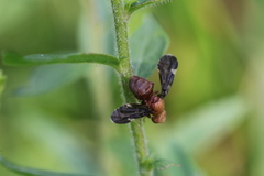 Eurosta comma gall