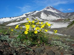 Potentilla vulcanicola