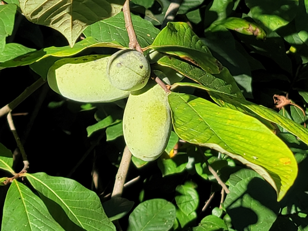 common pawpaw from Walker Mill, MD, USA on September 2, 2023 at 09:15 ...