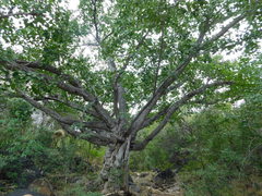 Ficus cotinifolia