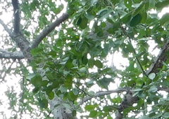 Ficus cotinifolia