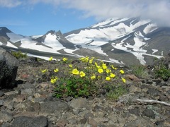Potentilla vulcanicola